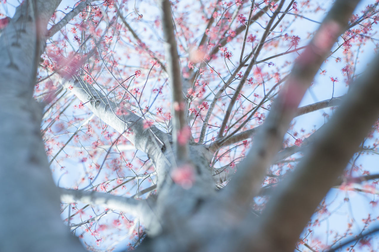 Close-up low angle view of flowers