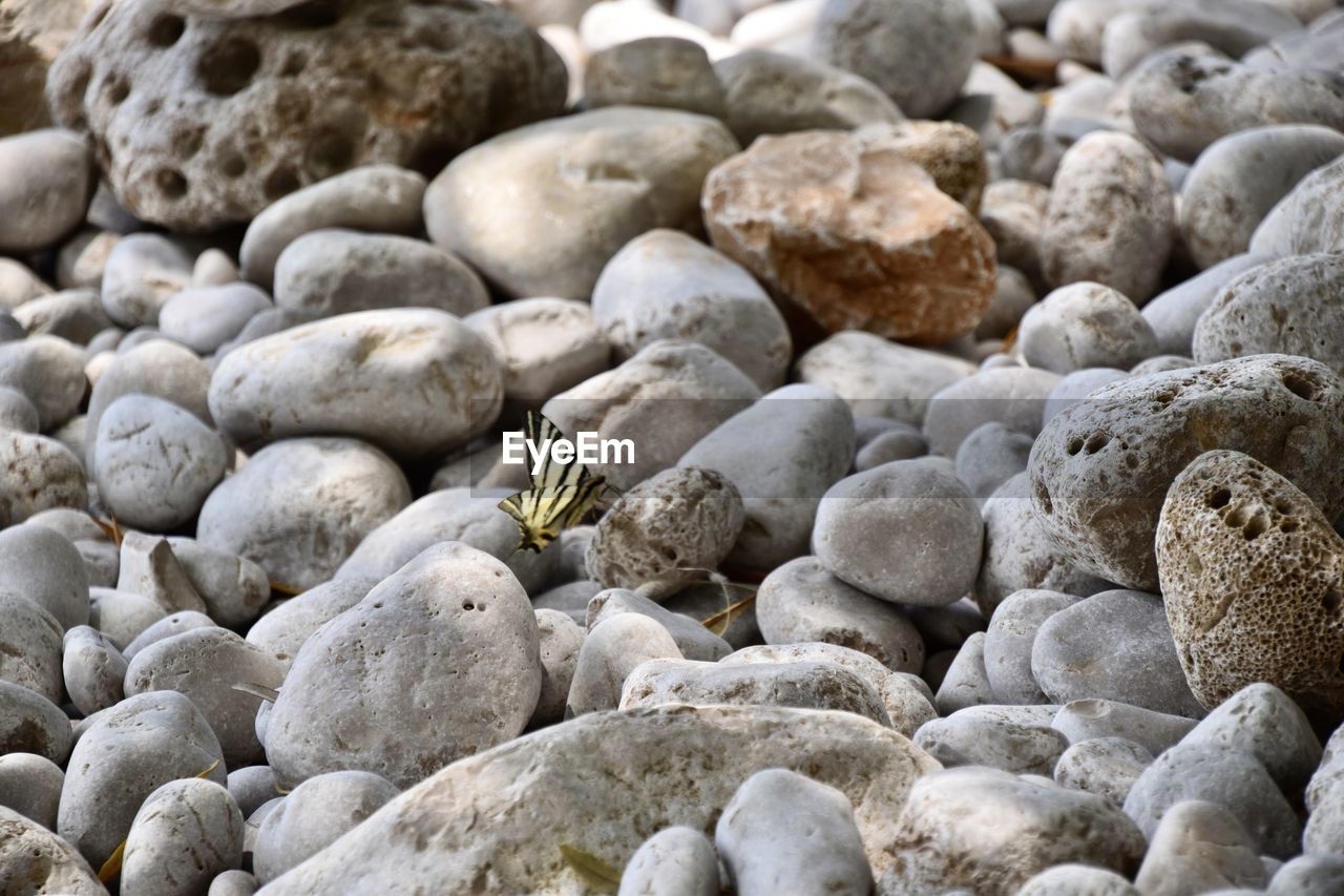 rock, pebble, beach, land, nature, boulder, no people, sand, abundance, sea, full frame, stone, day, gravel, animal wildlife, backgrounds, beauty in nature, large group of objects, animal, tranquility, water, animal themes, outdoors, geology, wildlife