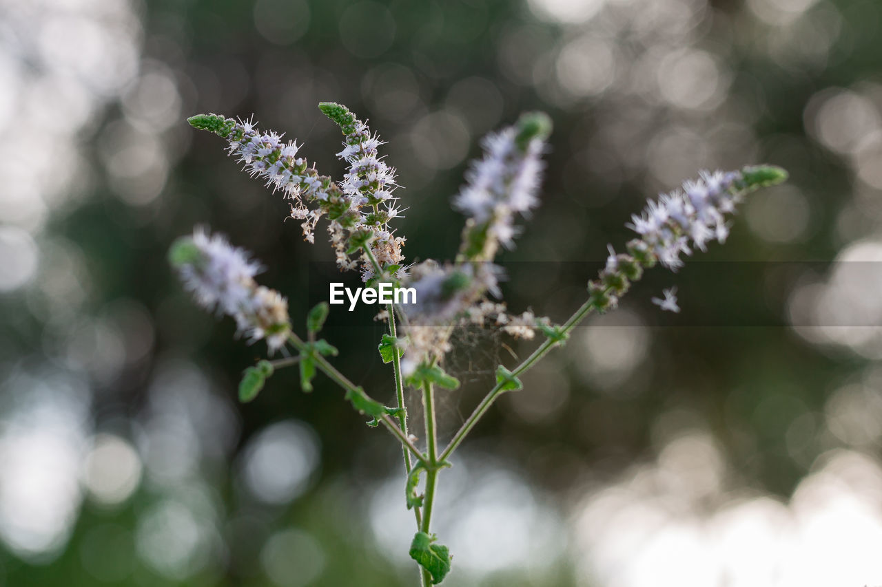 Group of actaea racemosa flowers- white efflorescence.