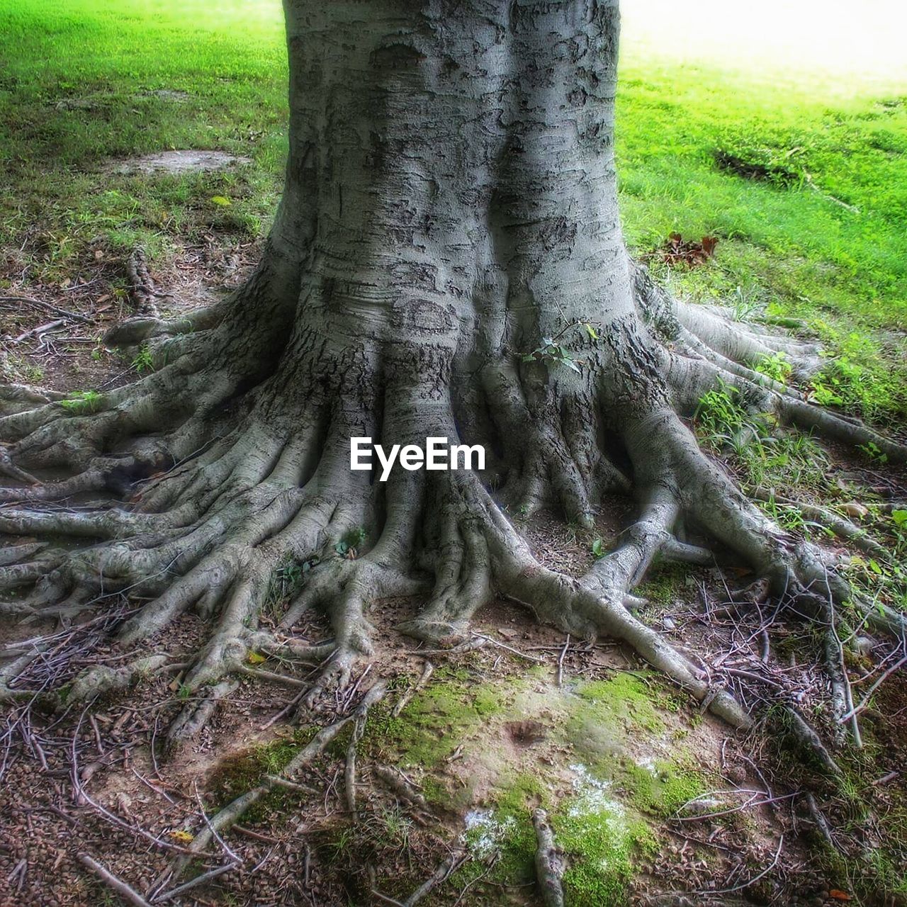 MOSS ON TREE TRUNK