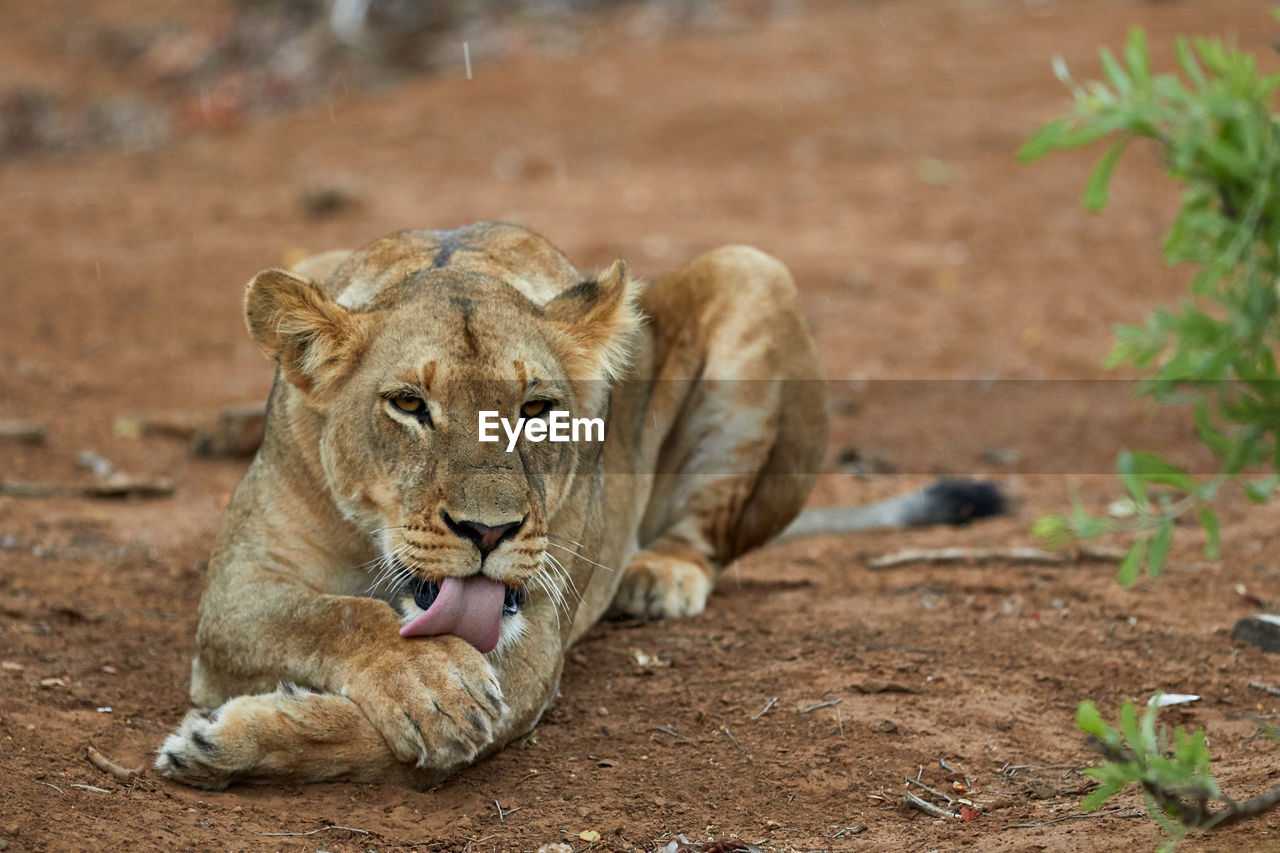 Lioness licking her paw on the ground