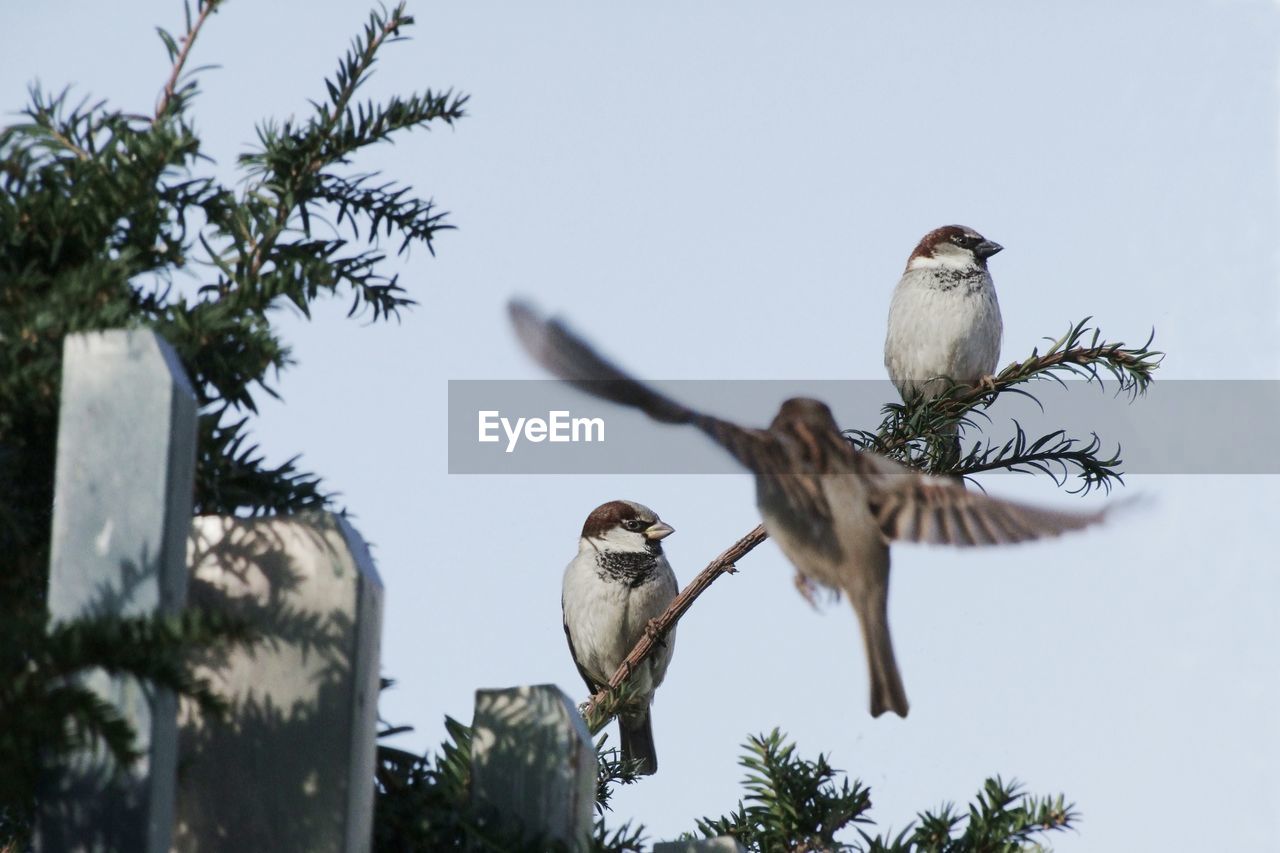 Low angle view of birds perching on tree against sky