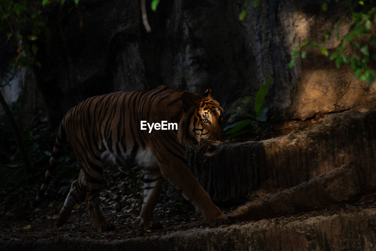 Full length of tiger walking in zoo
