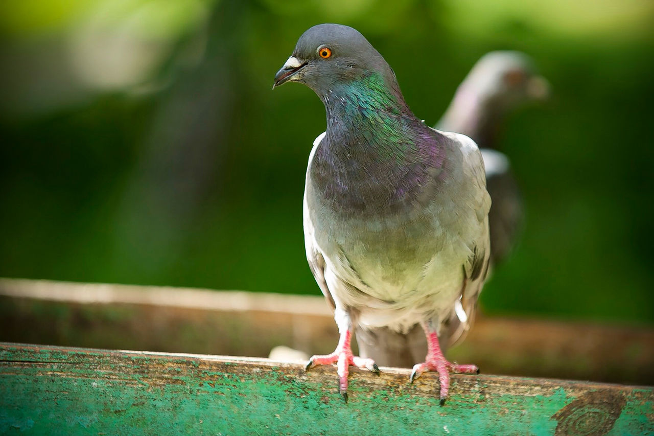 Close-up of bird perching on wall