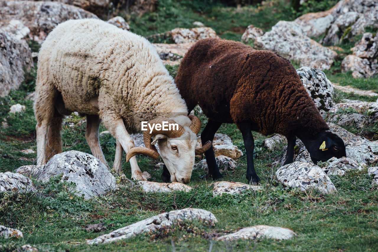 Sheep grazing on grassland