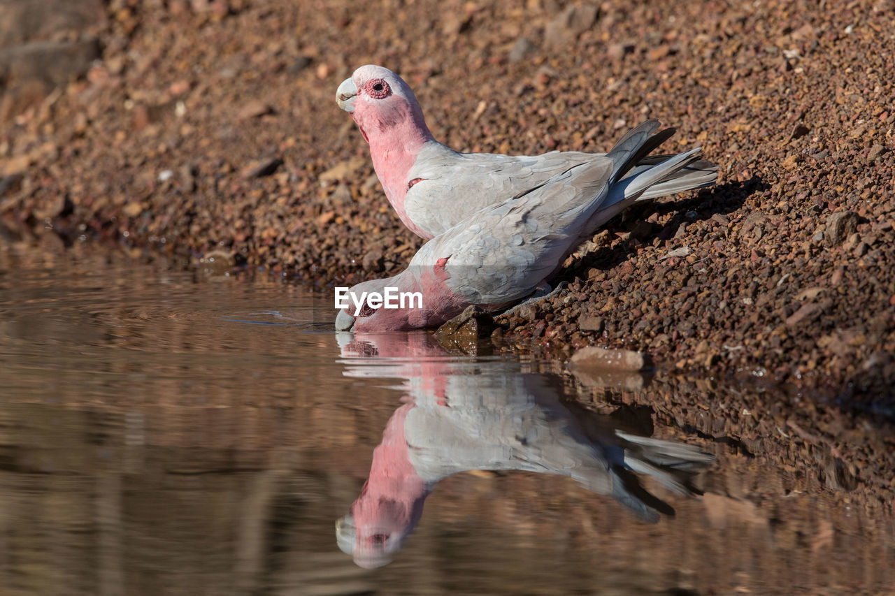 SIDE VIEW OF BIRD DRINKING WATER