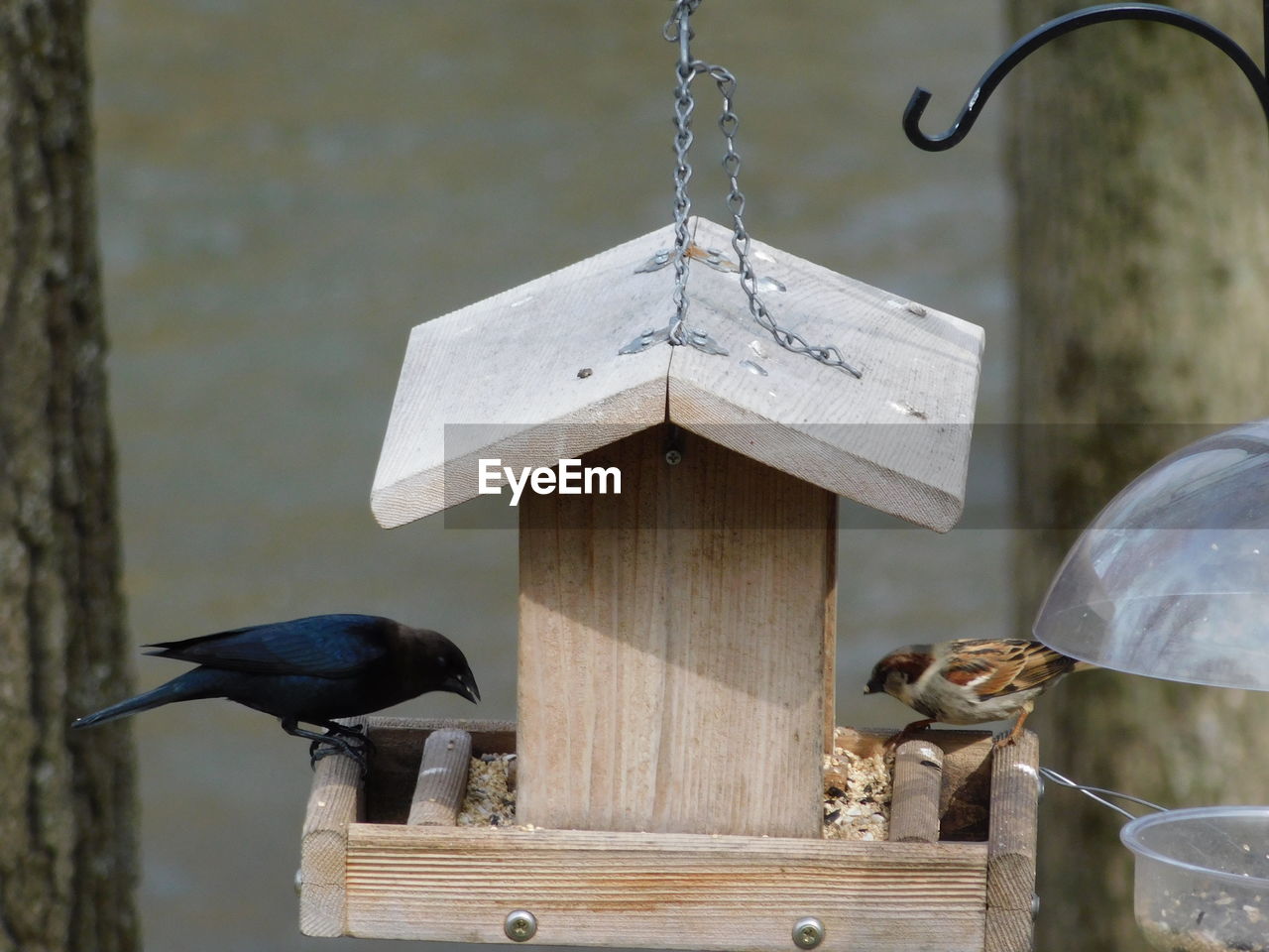 Bird perching on wooden post