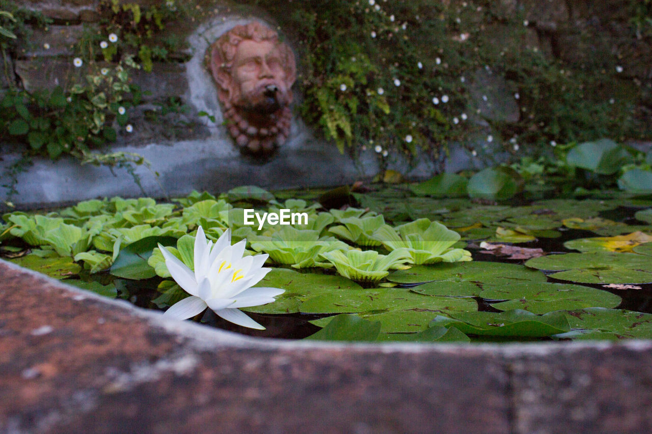 Close-up of water lily in pond