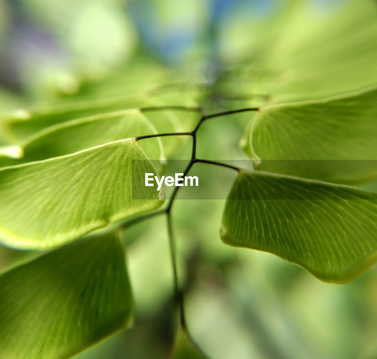 Nature green leaf