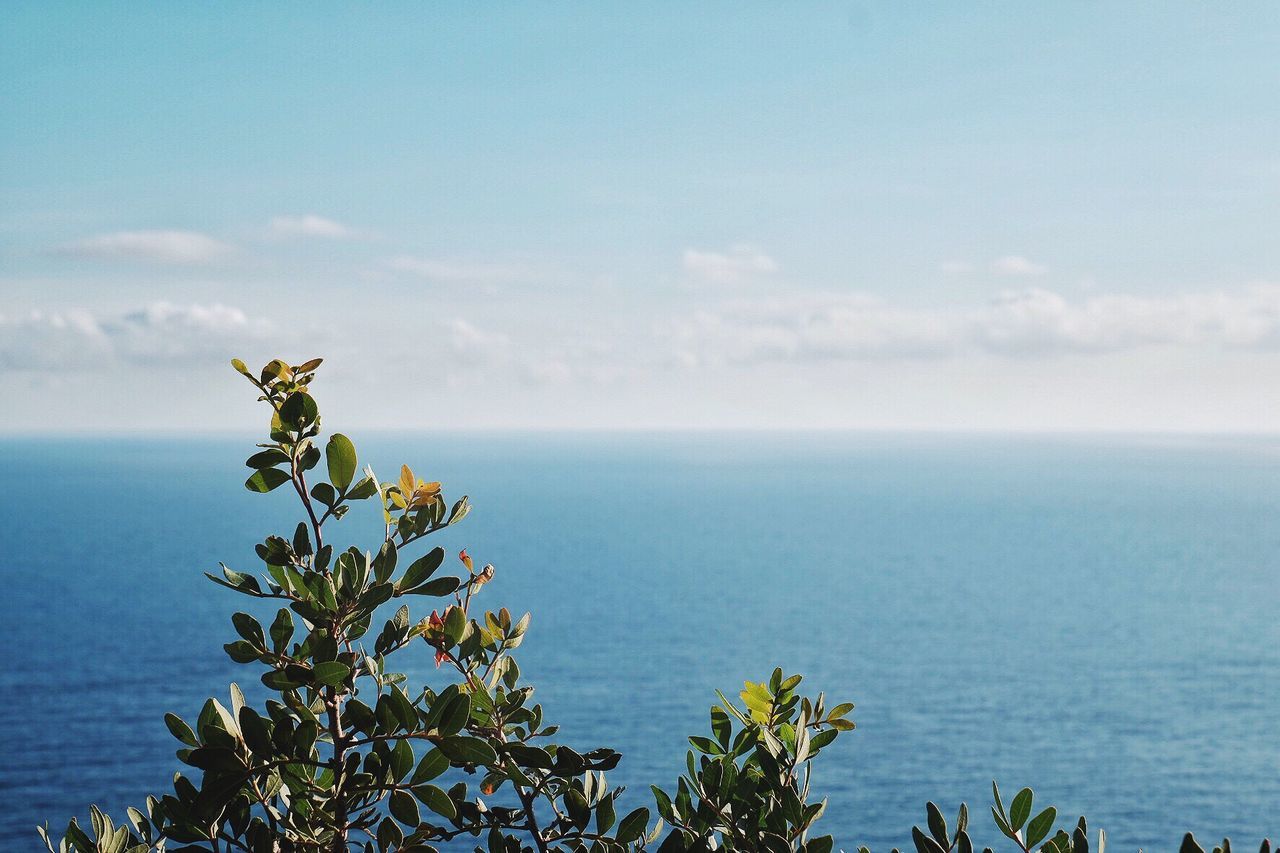 SCENIC VIEW OF SEA BY TREE AGAINST SKY