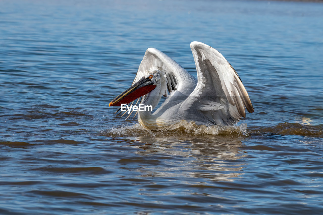 BIRD SWIMMING IN LAKE