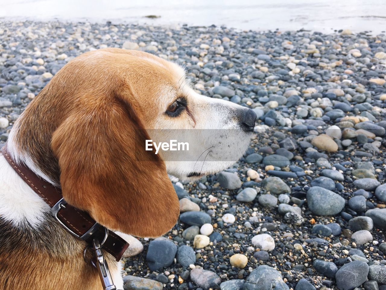 CLOSE-UP OF DOG ON DIRT ROAD