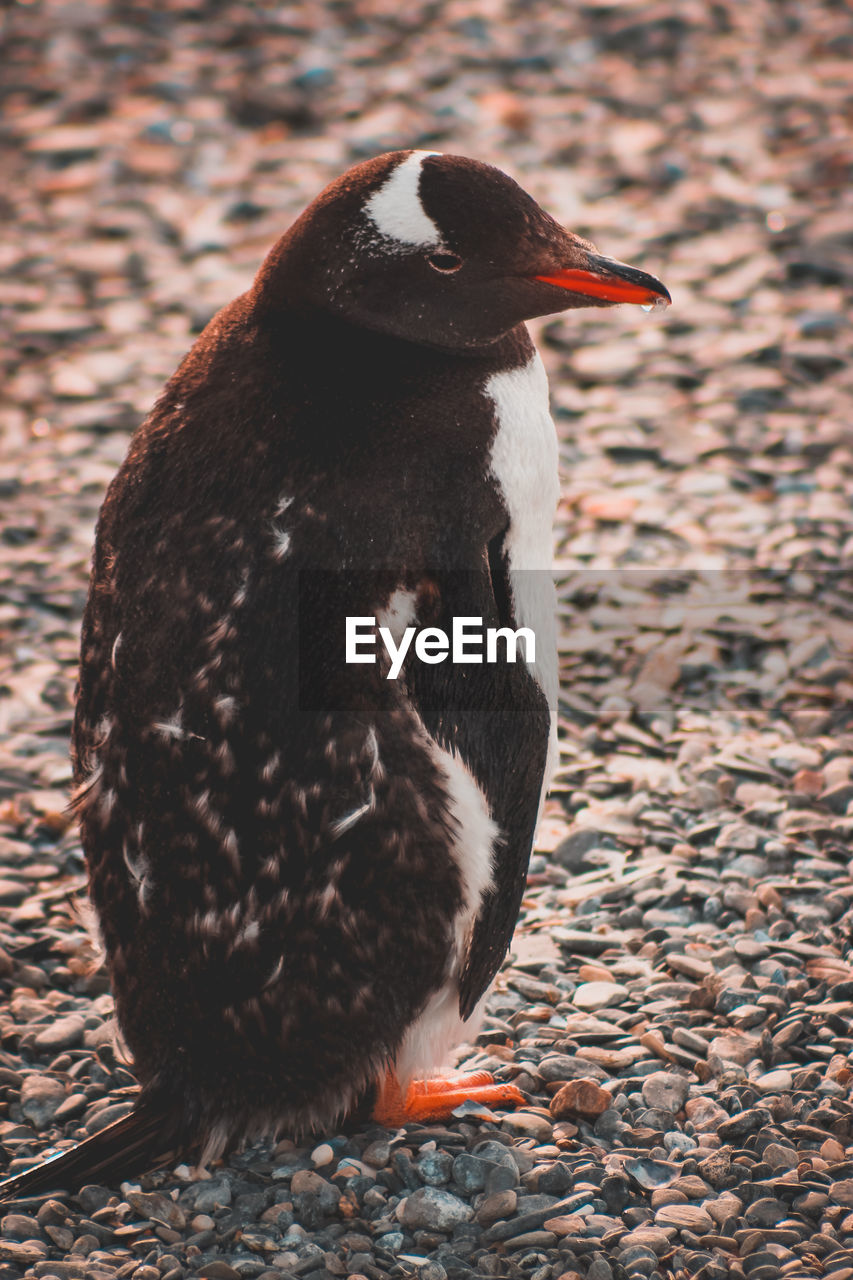 CLOSE-UP OF BIRD IN MOUTH