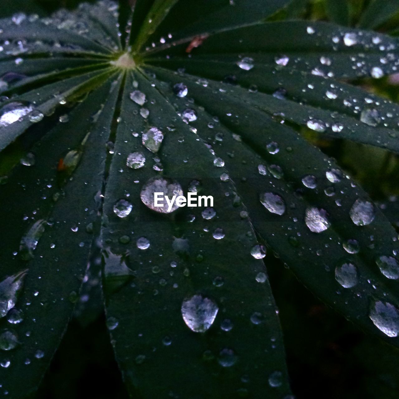 Close up of dew on leaf