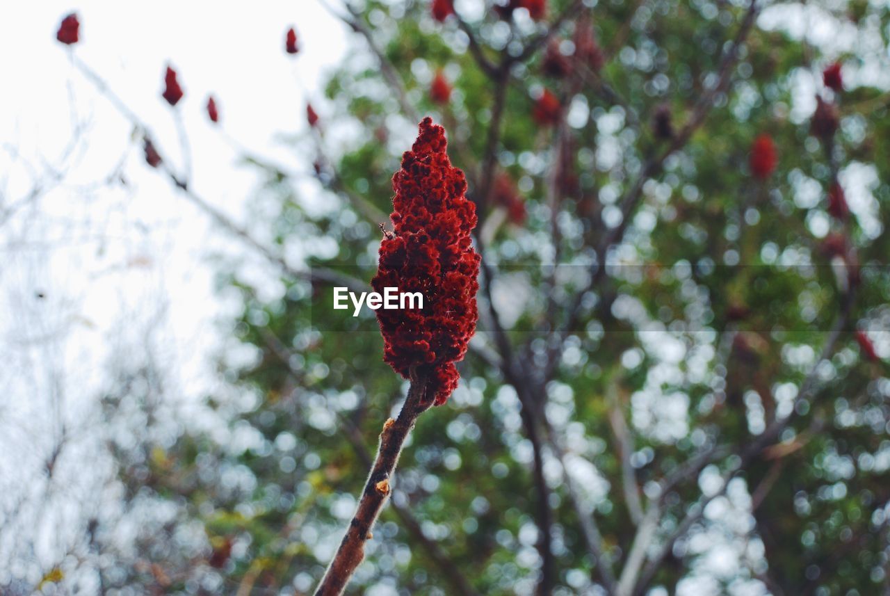 Close-up of red flower growing on tree