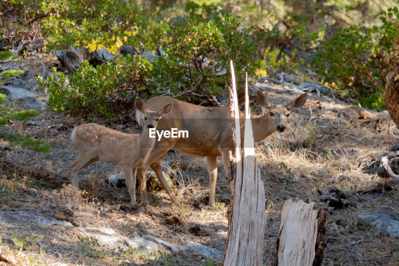 Deer walking in forest