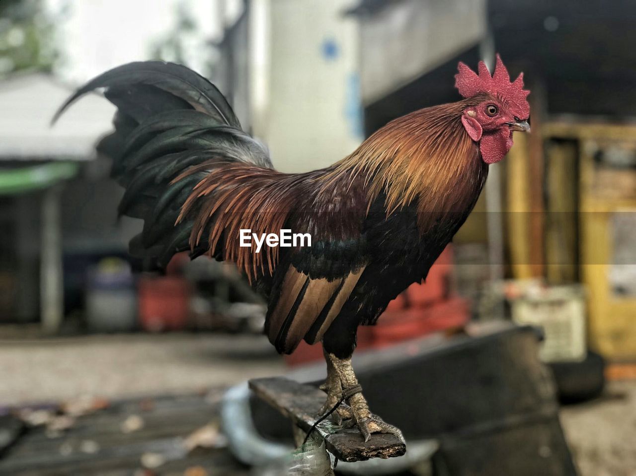 Beautiful male bantam