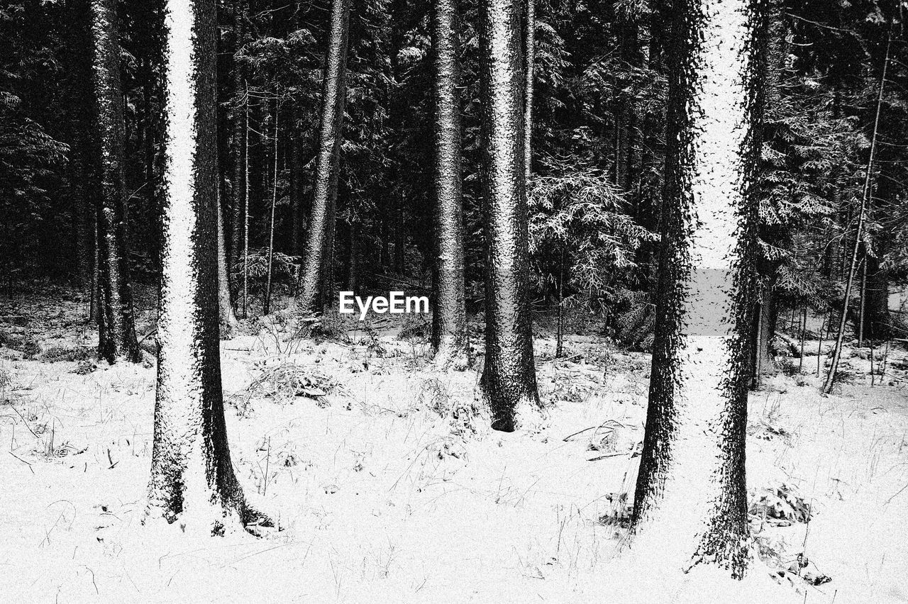 Trees in forest during winter