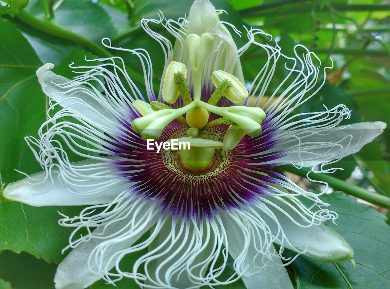 CLOSE-UP OF FLOWER GROWING IN PLANT