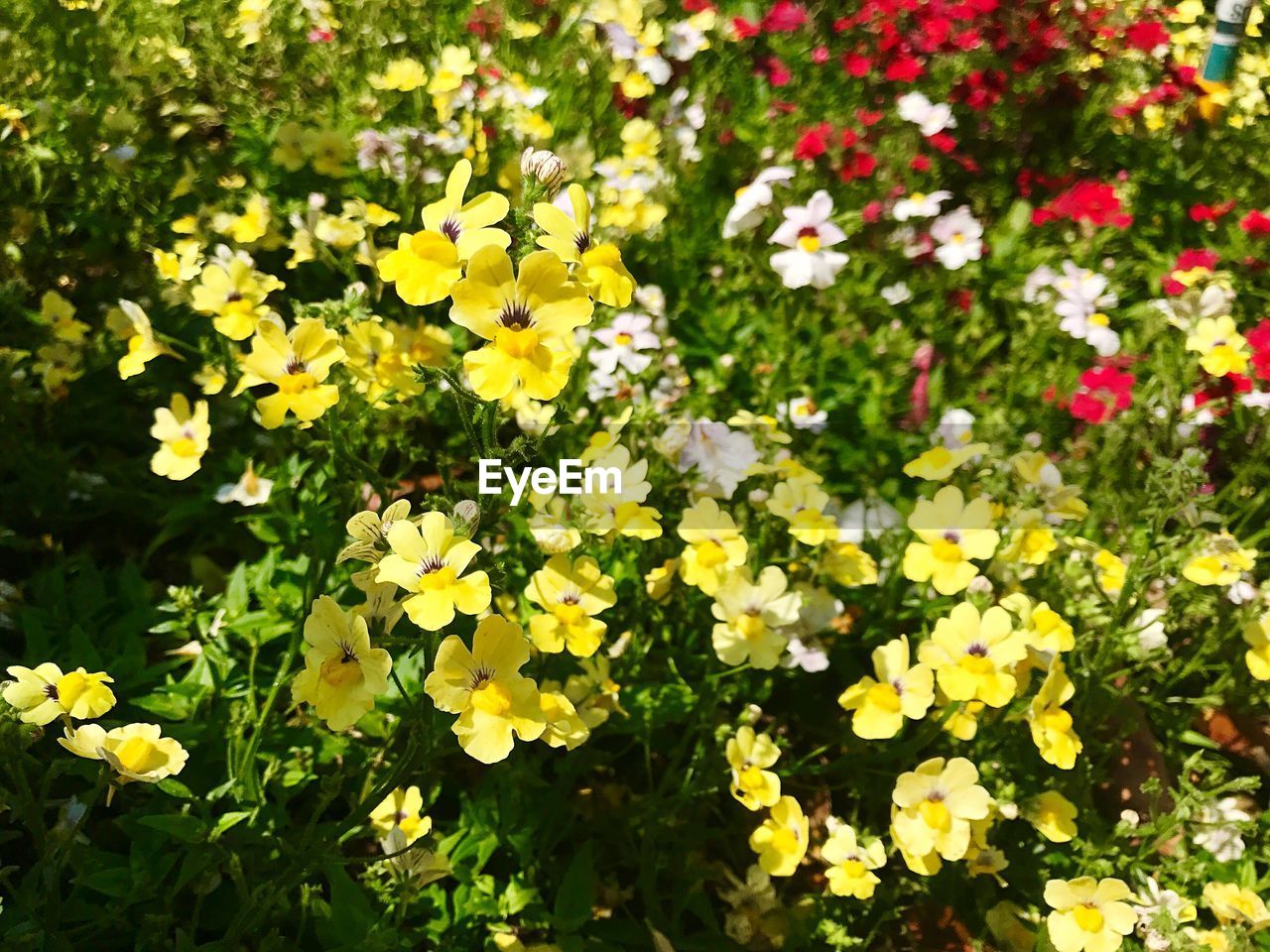 YELLOW FLOWERS BLOOMING ON PLANT