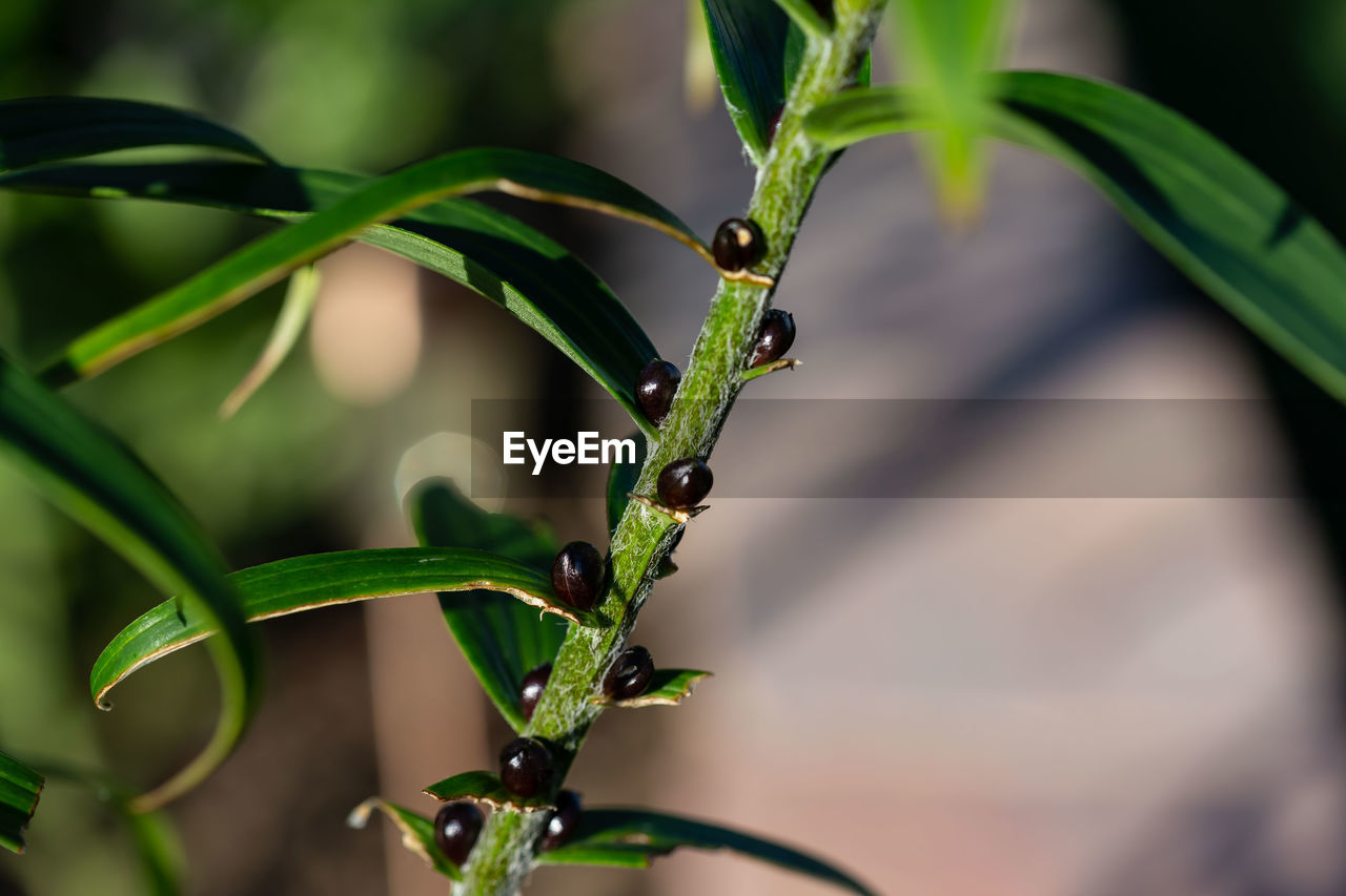 CLOSE-UP OF WET RED PLANT