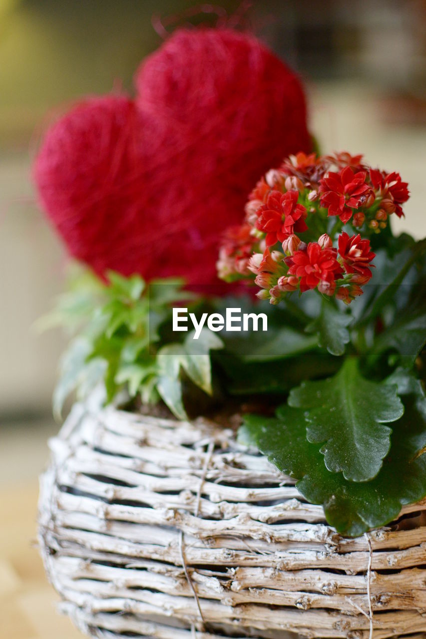 Red potted flowers in yard