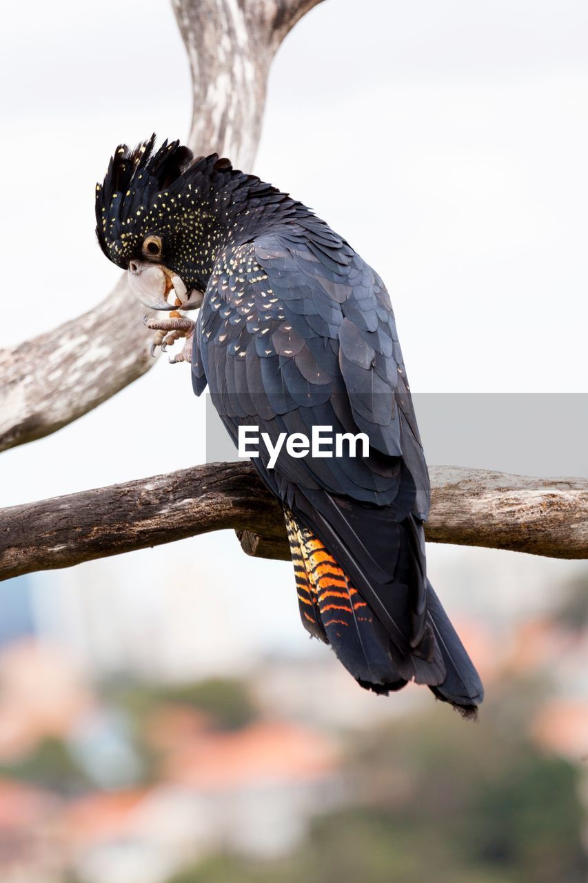 Close-up of bird perching on branch