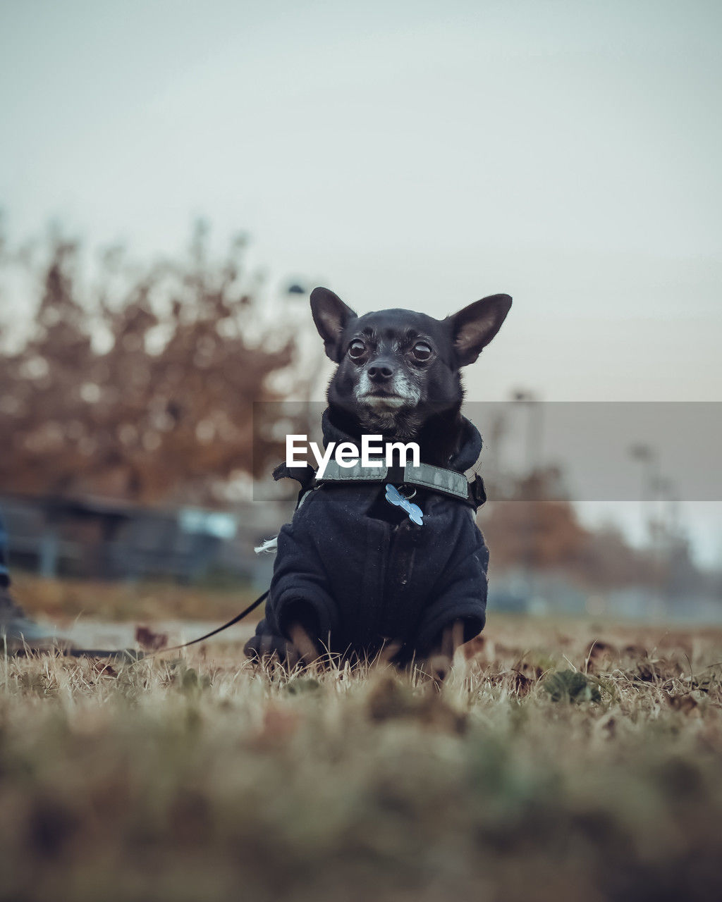 animal themes, canine, mammal, animal, dog, one animal, pet, domestic animals, blue, portrait, selective focus, nature, black, no people, day, lap dog, sky, looking at camera, outdoors, grass, plant, carnivore, purebred dog