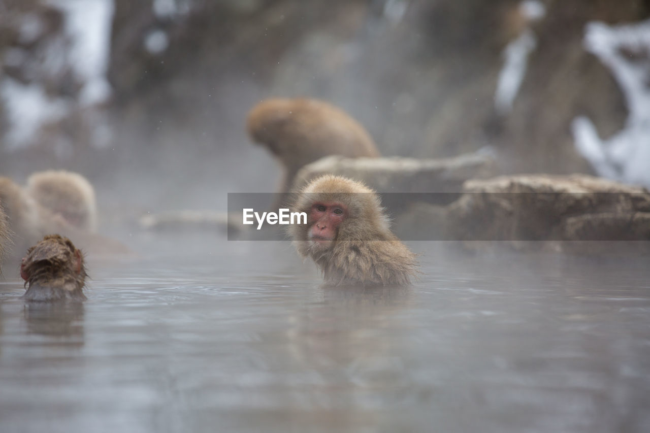 Close-up of monkey in hot spring