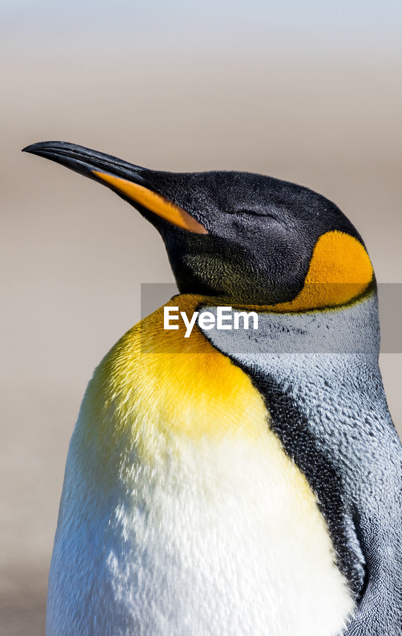 CLOSE-UP VIEW OF A BIRD