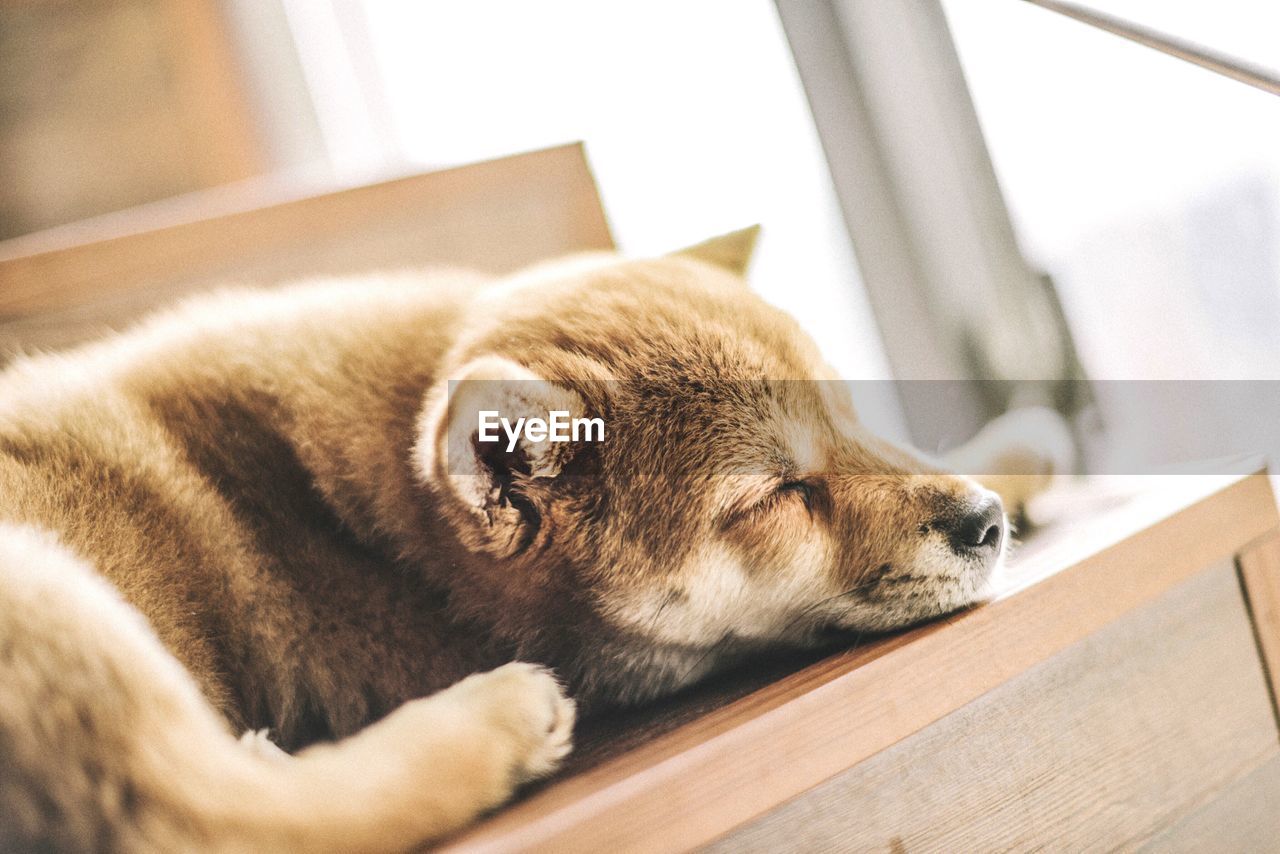 Close-up of dog sleeping on steps at home