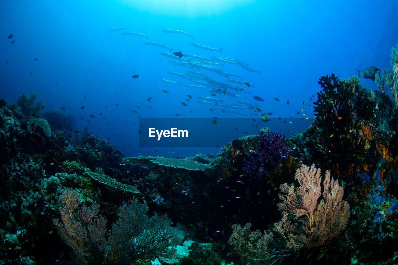 View of fish swimming underwater