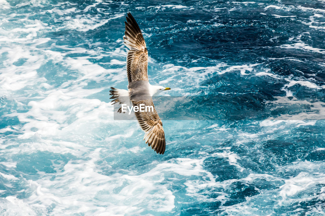 European herring gull, seagull, larus argentatus flying in the summer along the shores of aegean sea