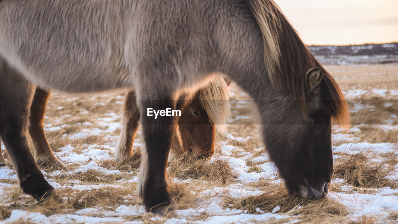 The iconic icelandic horse