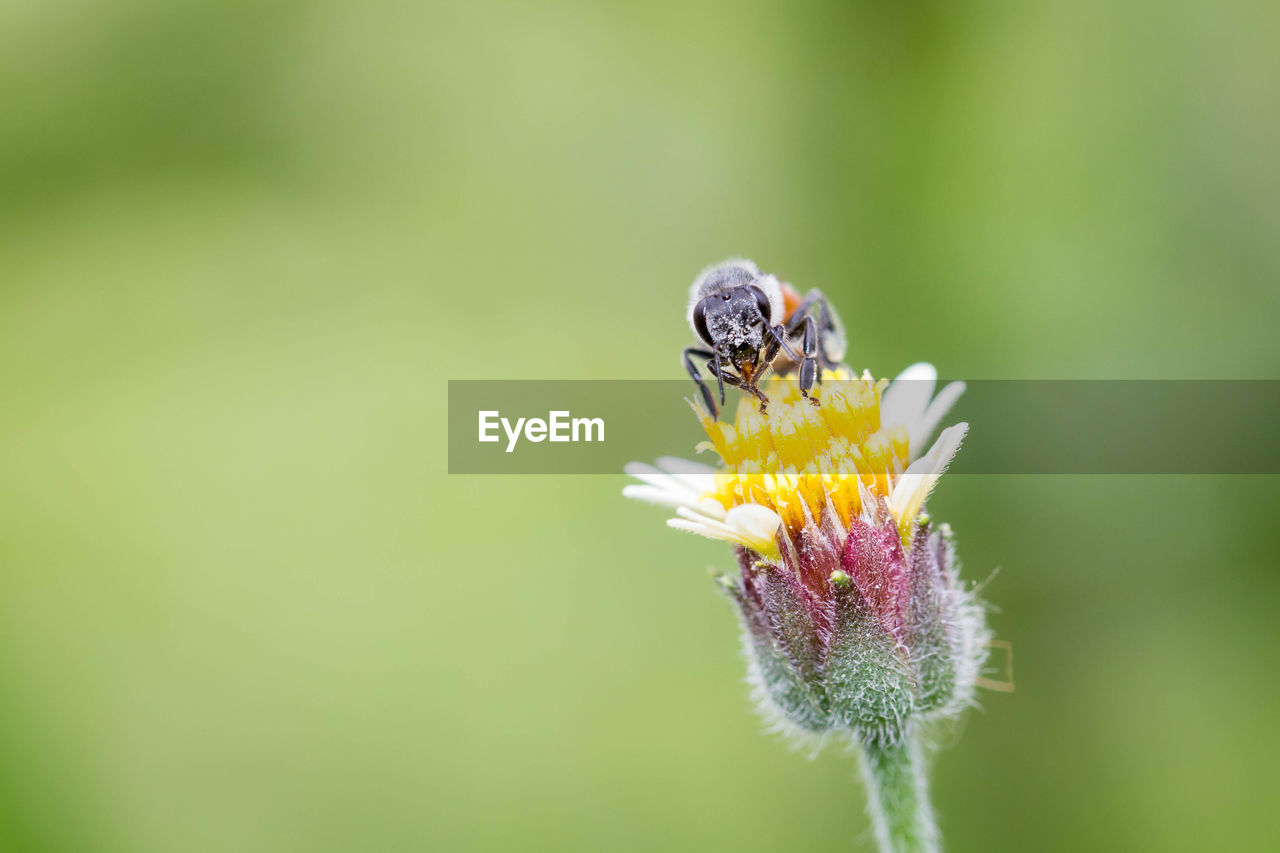 CLOSE-UP OF BEE POLLINATING ON PURPLE FLOWER