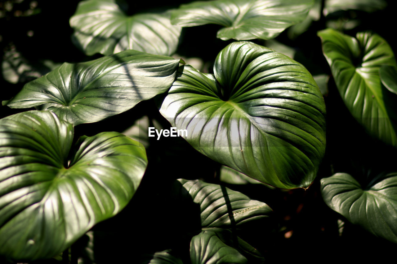 Close-up of fresh green leaves