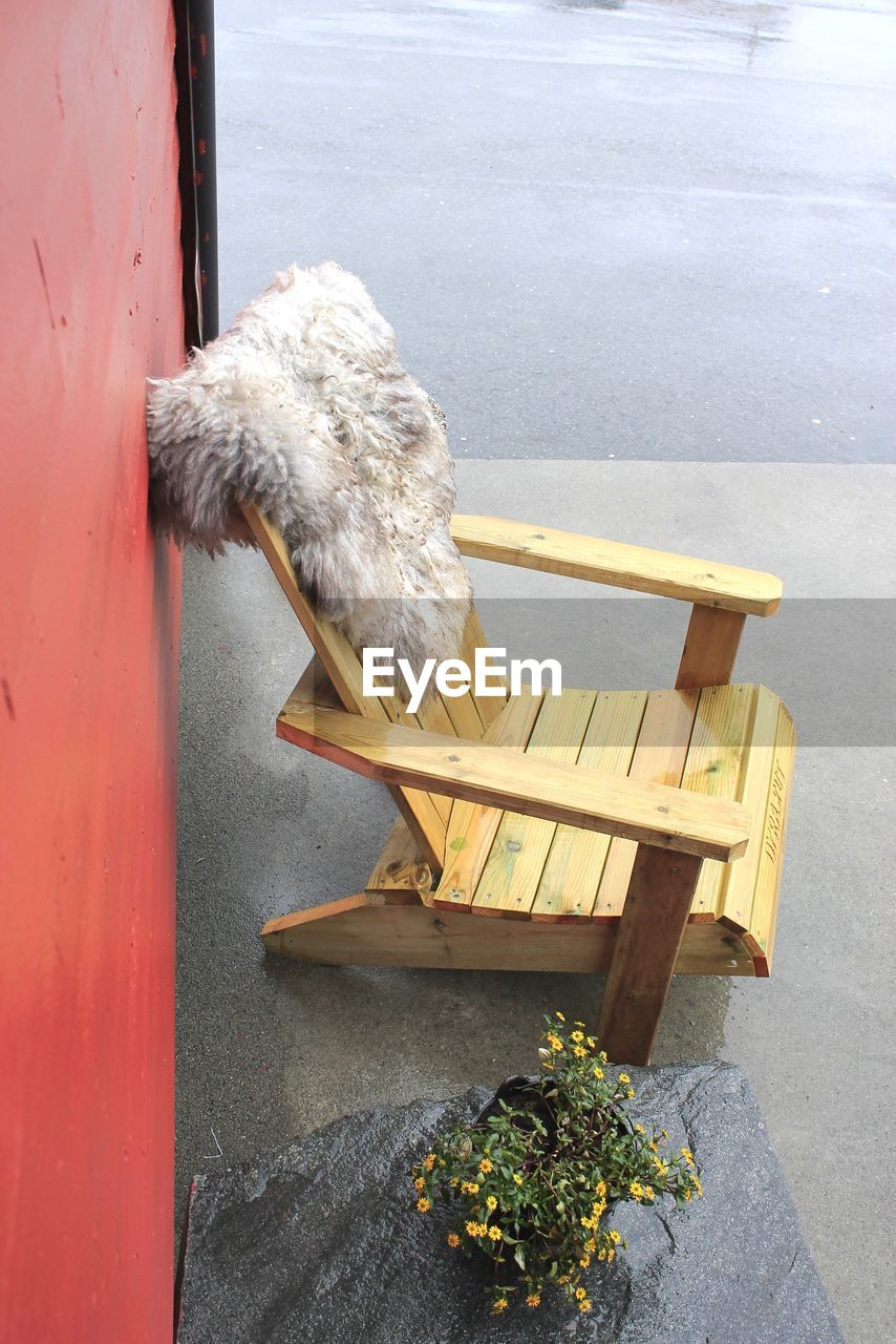 CLOSE-UP OF DOG ON TABLE