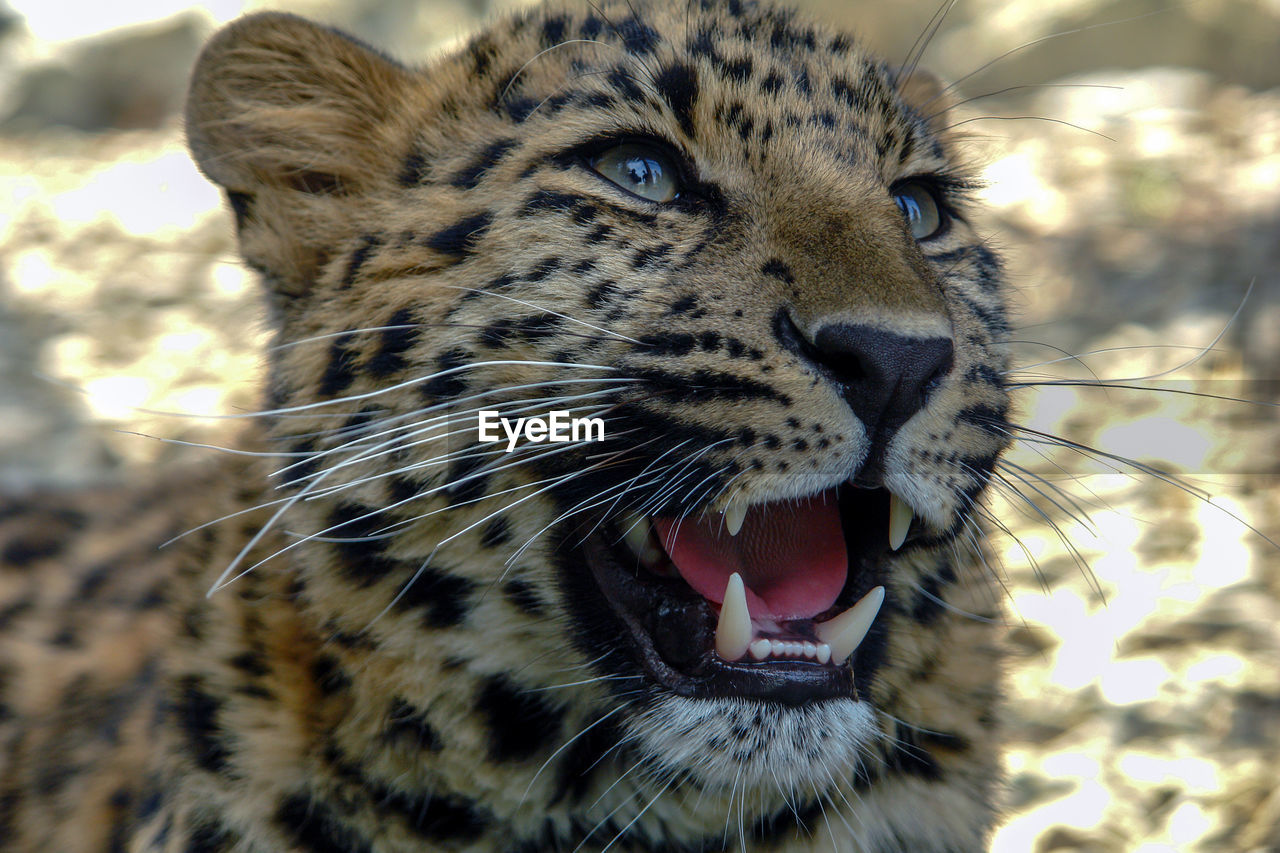 A leopard, panthera pardus, close-up, growls and shows its teeth.