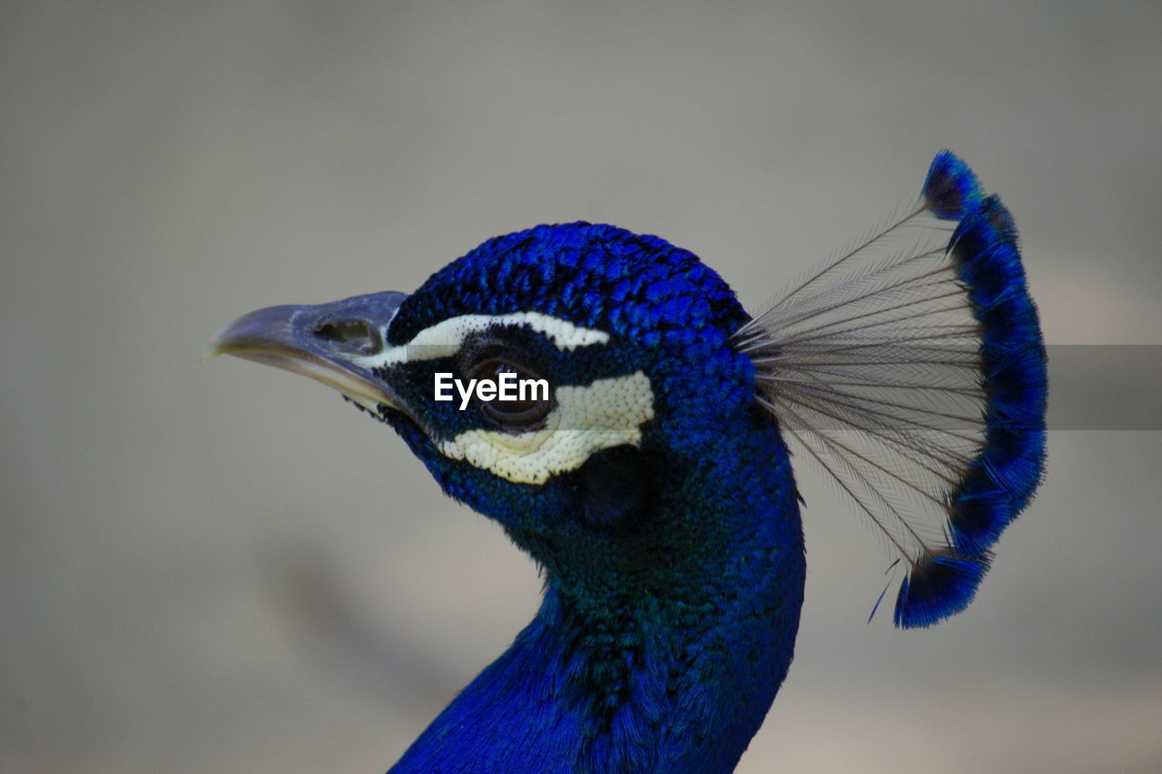 HIGH ANGLE VIEW OF PEACOCK