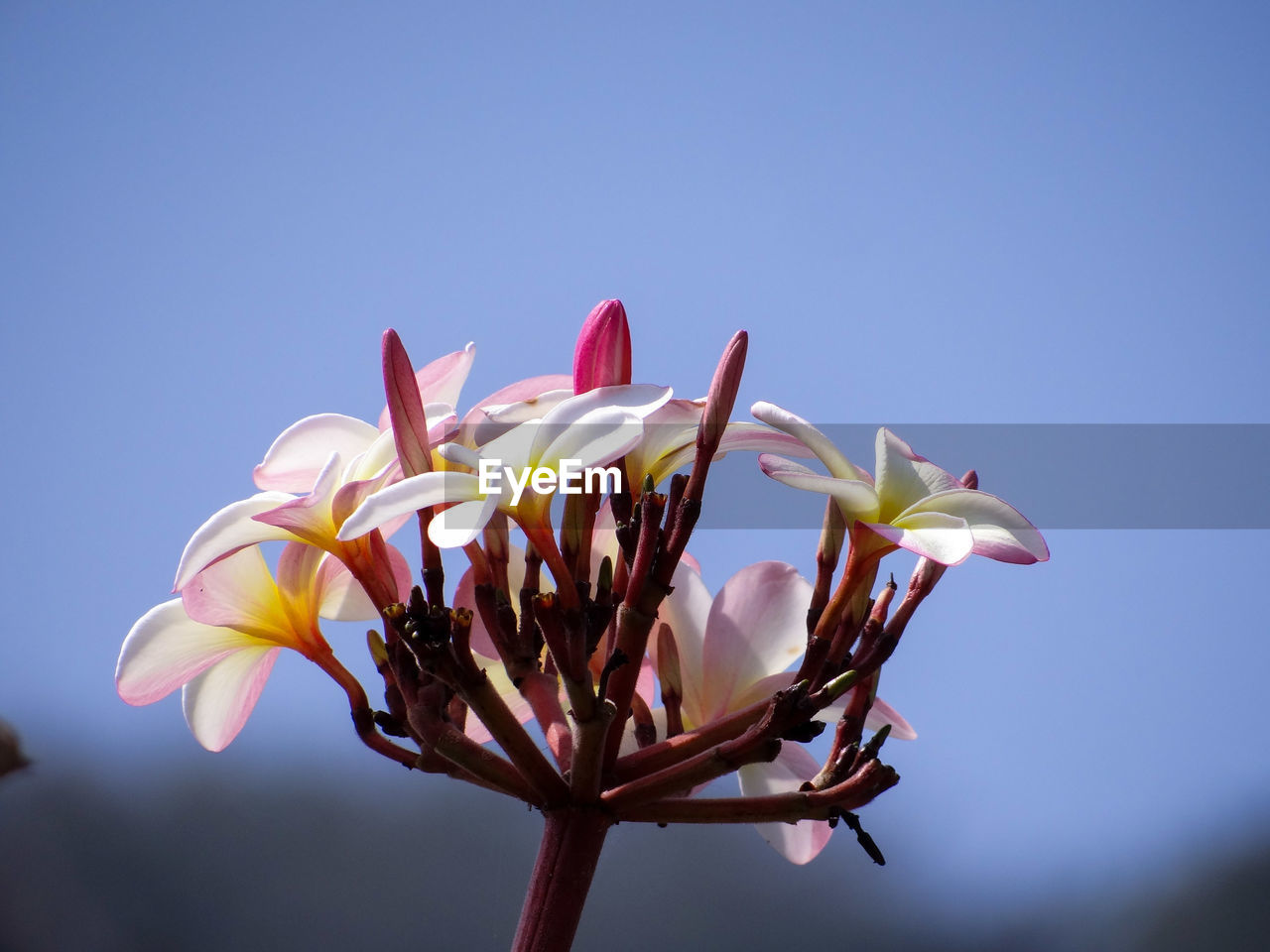 Close-up of frangipani on plant against clear sky