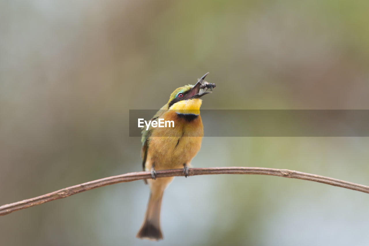 BIRD PERCHING ON BRANCH