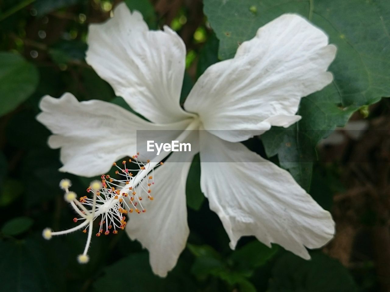 Close-up of white hibiscus flower blooming outdoors