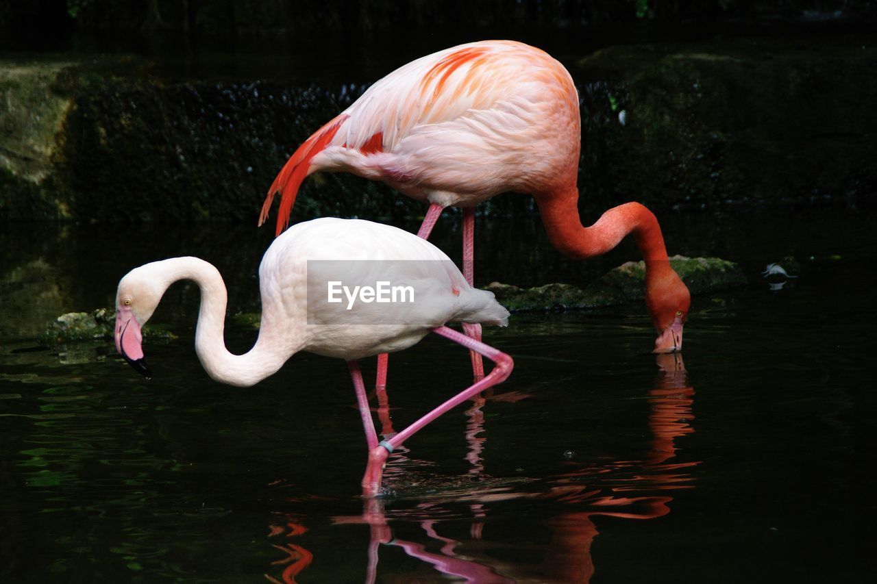 animal themes, animal, animal wildlife, bird, flamingo, water, wildlife, beak, pink, water bird, lake, nature, group of animals, no people, reflection, animal body part, full length, beauty in nature, wading, travel destinations, outdoors, day, drink, standing, side view