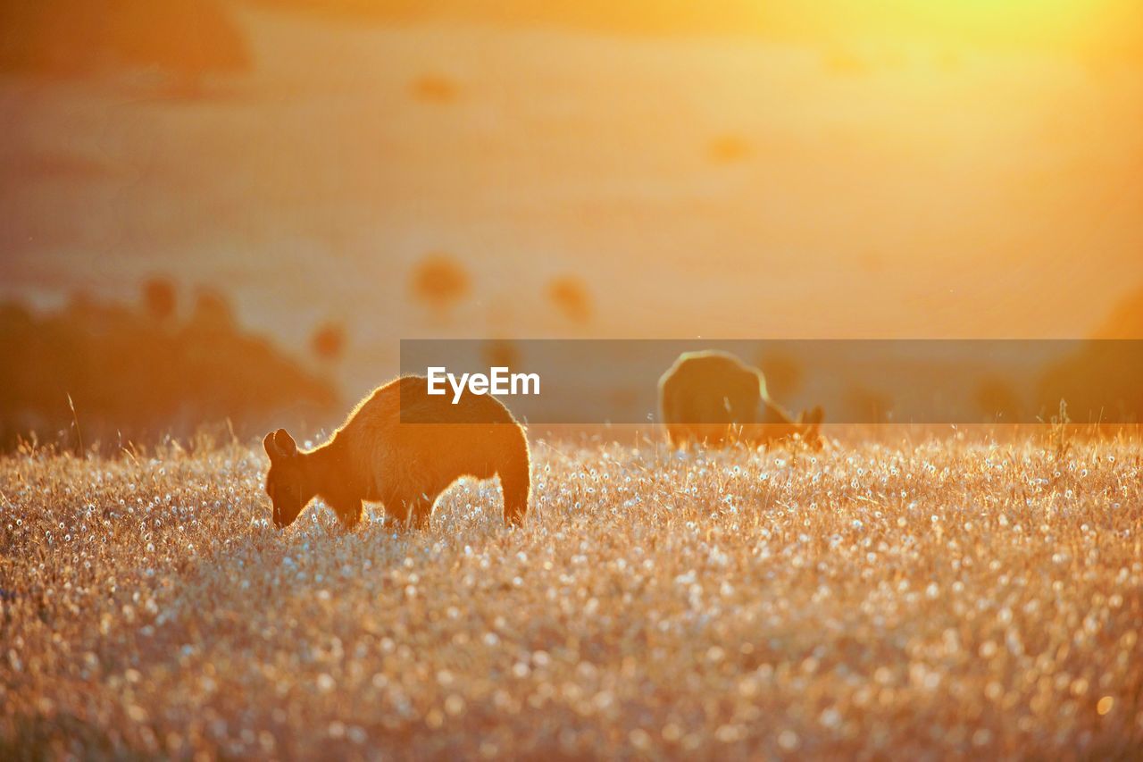 View of  kangaroos on field during sunset