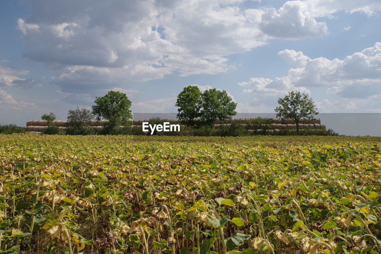 PLANTS GROWING ON FIELD