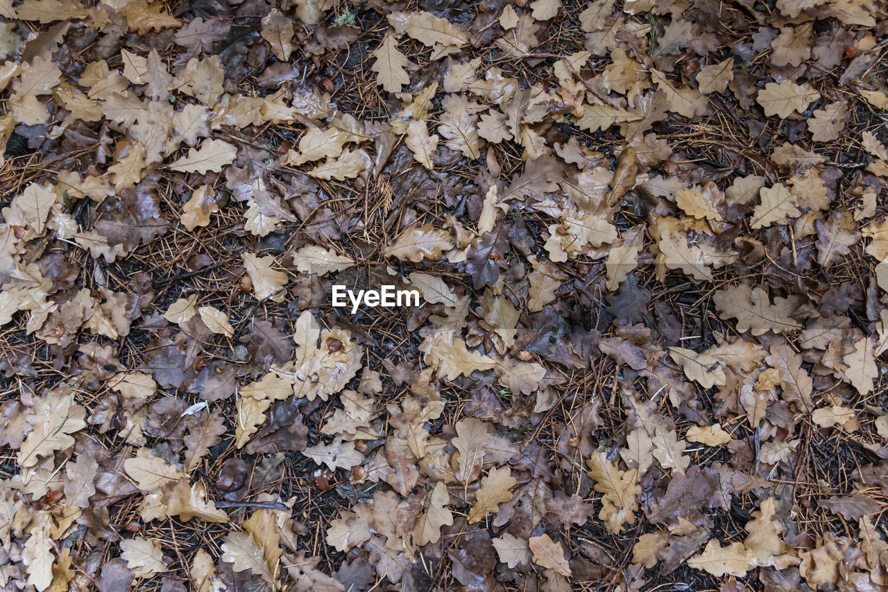 HIGH ANGLE VIEW OF DRIED LEAVES ON DRY LEAF