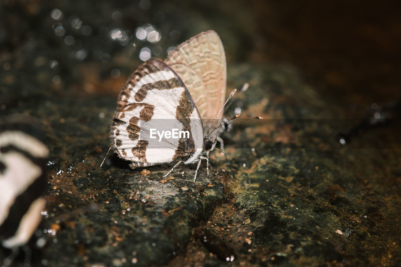 CLOSE-UP OF BUTTERFLY ON A LEAF