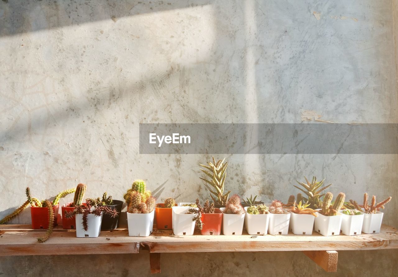 Potted cactus on table against wall