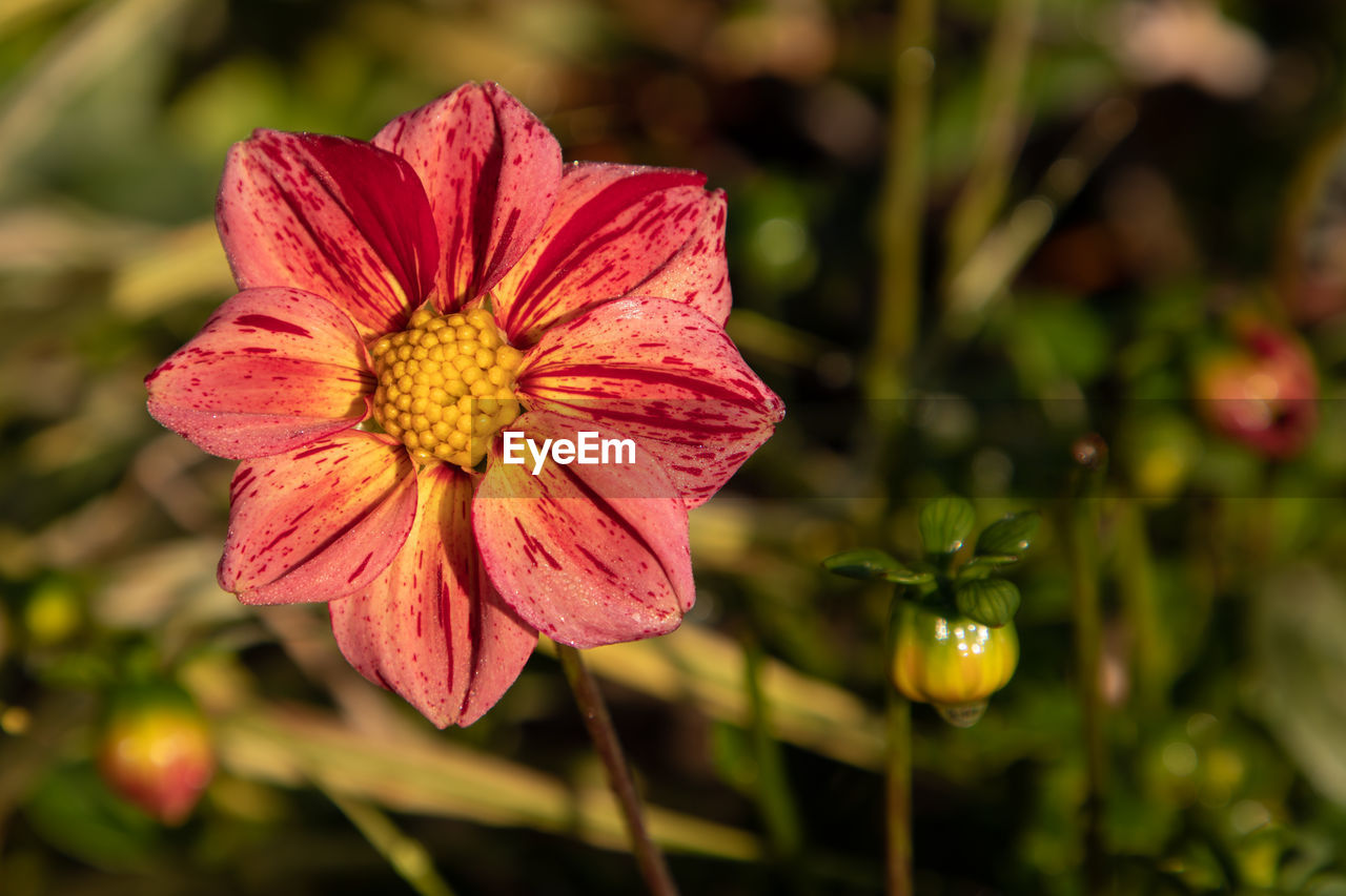 Close-up of pink flower