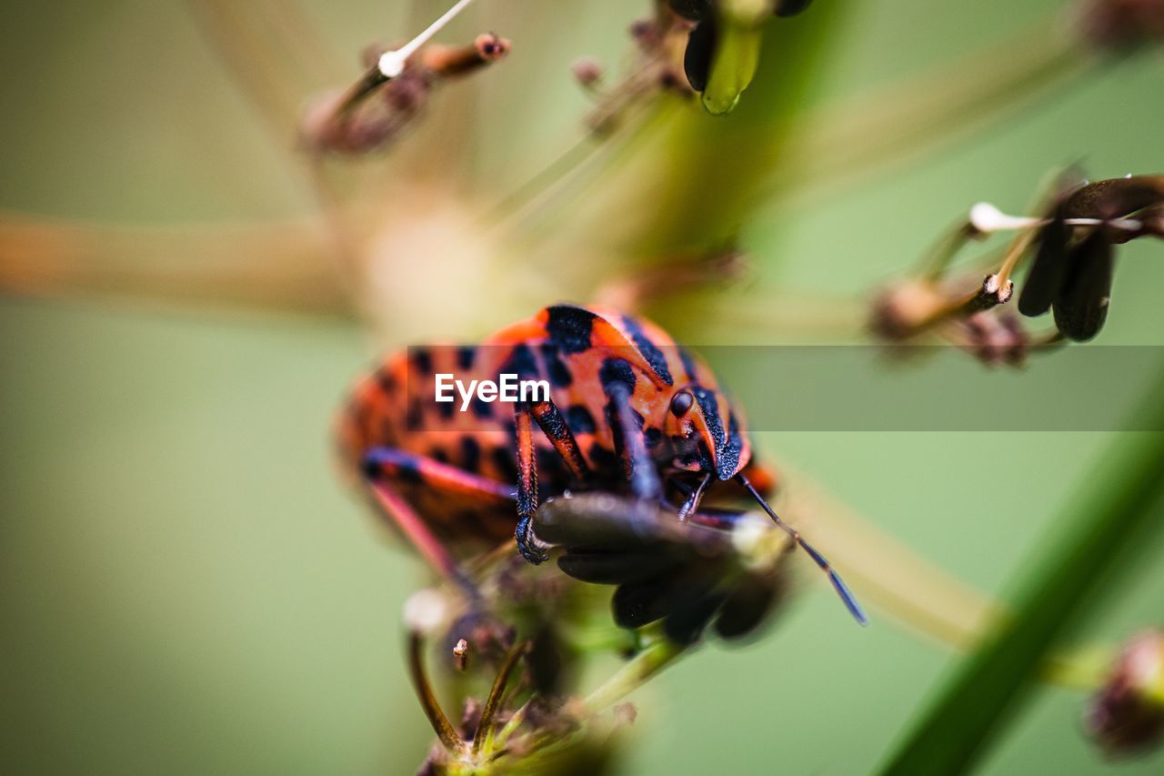 Close-up of insects pollinating on flower